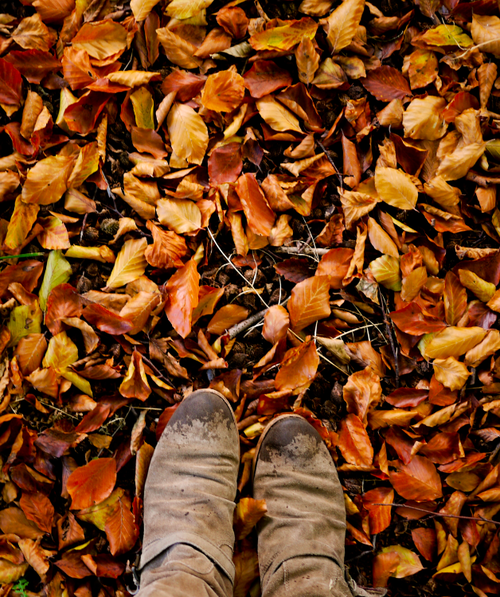 Tumblr Backgrounds Fall Leaves Autumn leaves