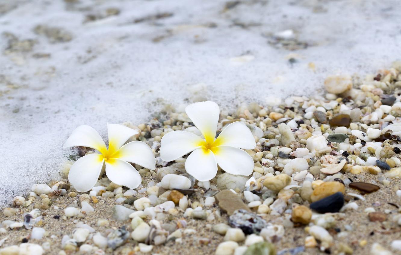 Wallpaper sand sea wave beach summer flowers pebbles stones