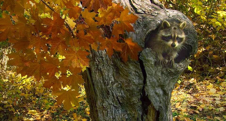 Raccoon Building A Nest In Montana Forest Us