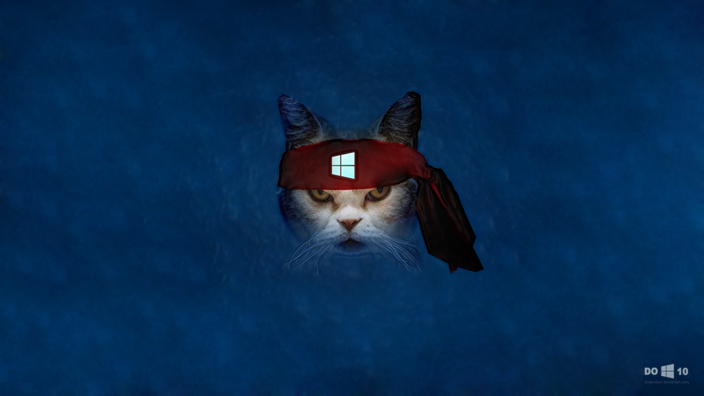 Windows Wallpaper Angry Ninja Cat By Zhalovejun