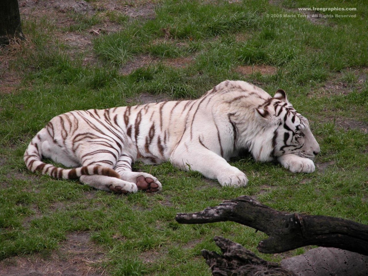  White Tiger Wallpaper Desktop 1280x960