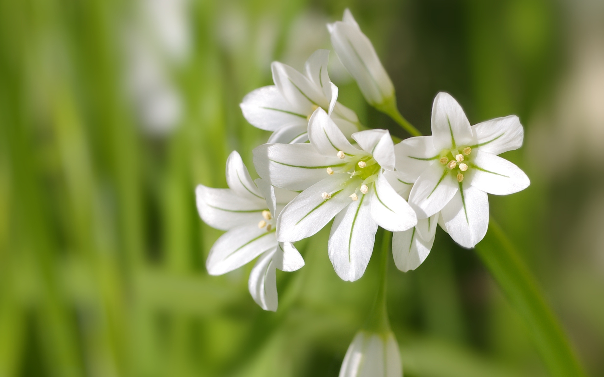 White Flowers Wallpaper Image Photos Picture