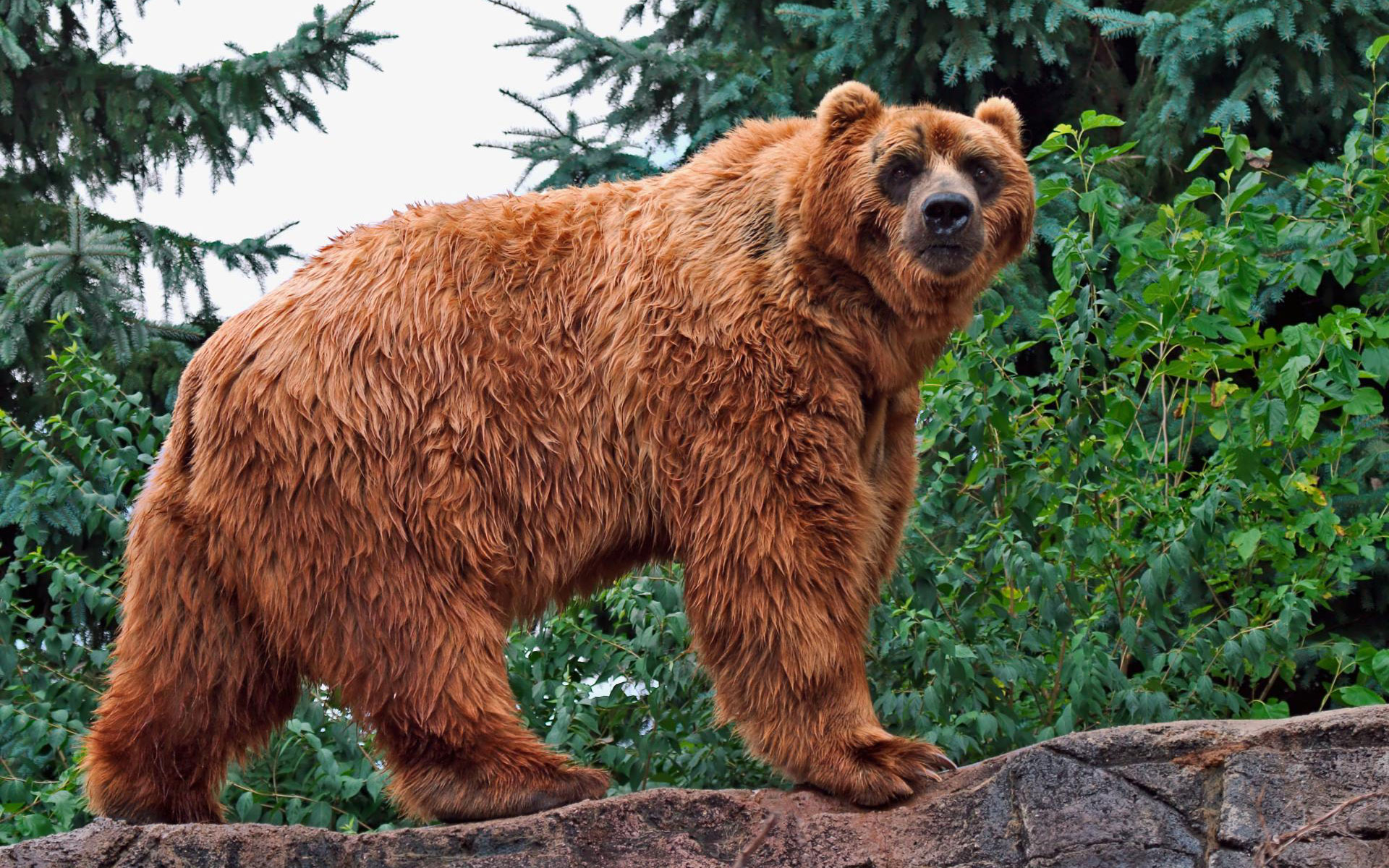 Kodiak Bear Wallpaper HD