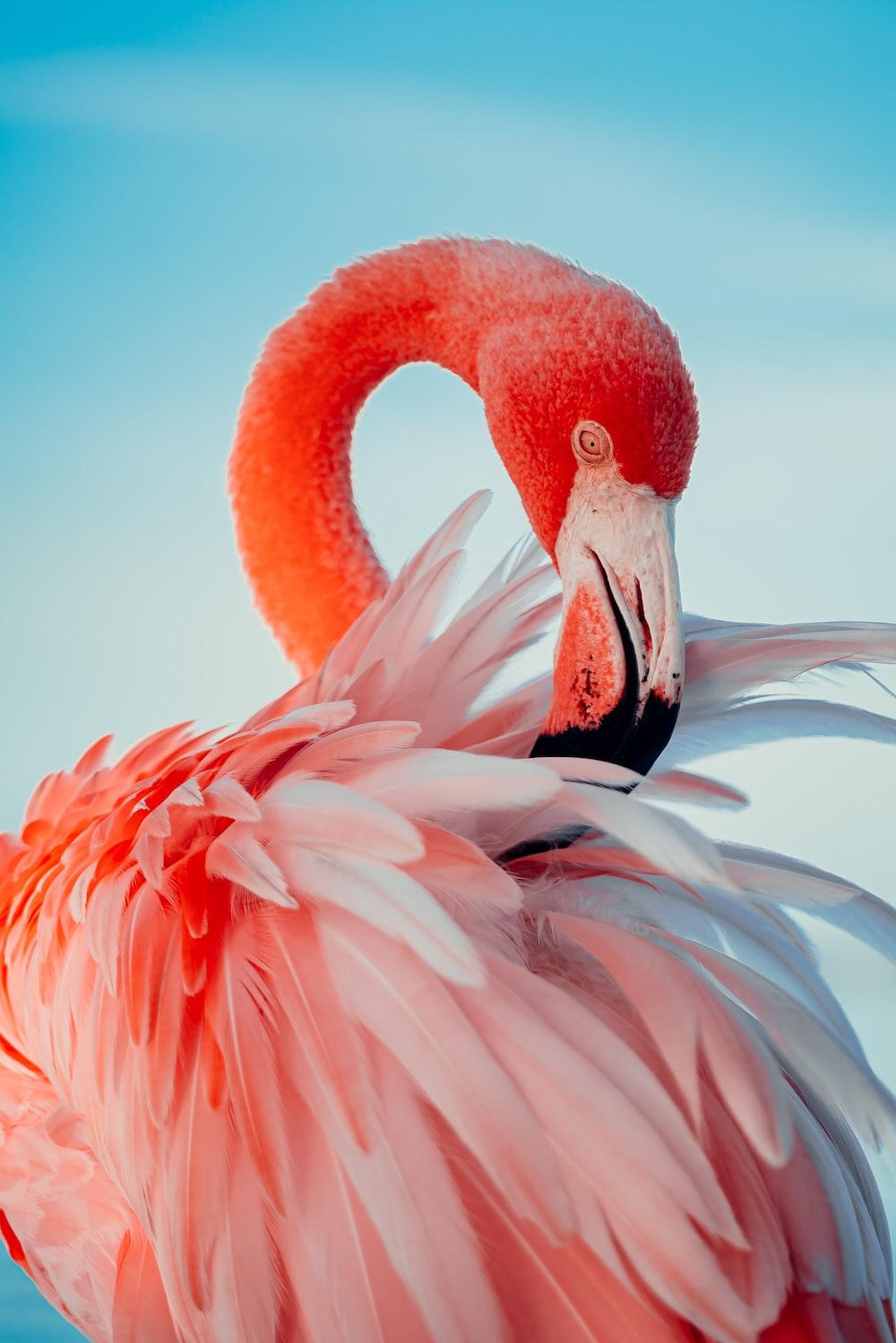 Flamingo Wallpaper HD Hq