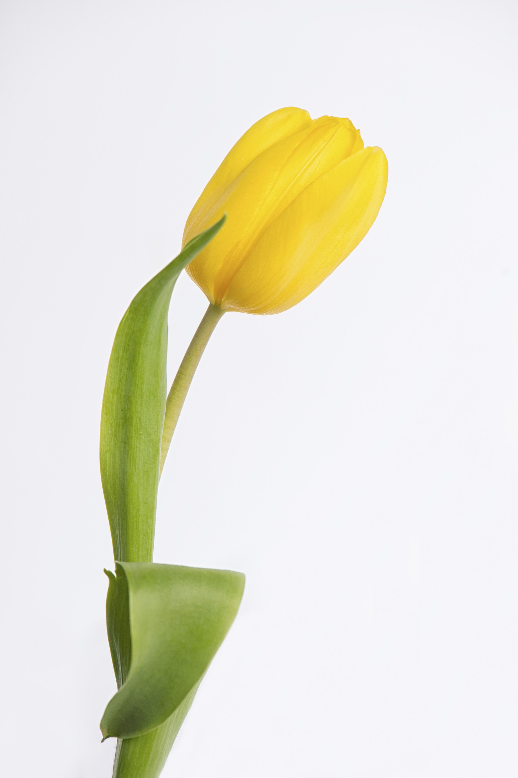 Single Yellow Tulip With White Background Copyright Nancy