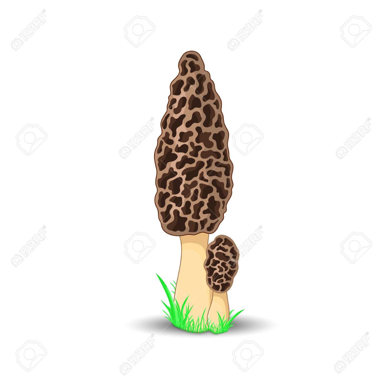 Morel Mushroom Surround Isolated On White Background With Grass