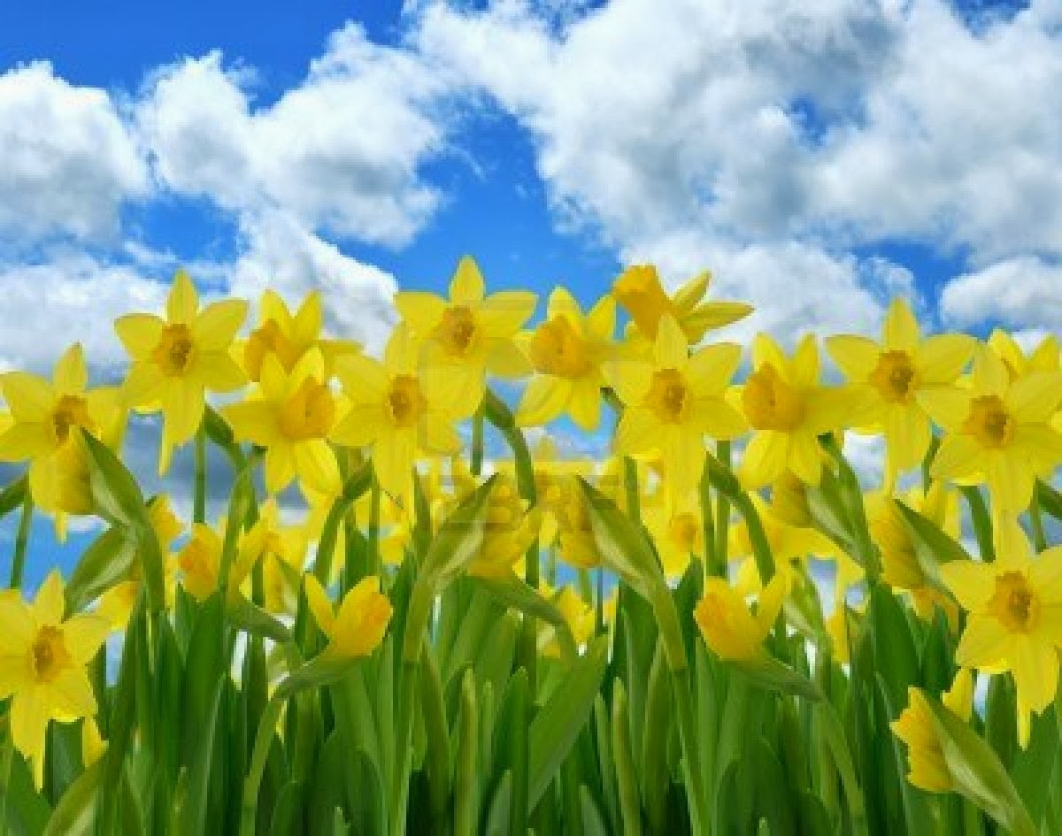 Daffodils Wallpapers  Wallpaper Cave