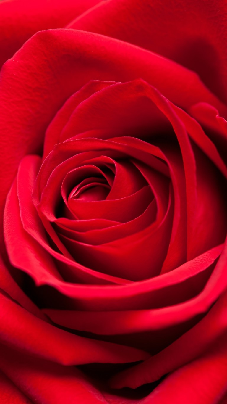 Free download Red Rose Android Fullscreen Wallpapers Download Traxzee  [768x1365] for your Desktop, Mobile & Tablet | Explore 25+ Bloody Flower  Wallpapers | Flower Background, Flower Wallpapers, Flower Backgrounds