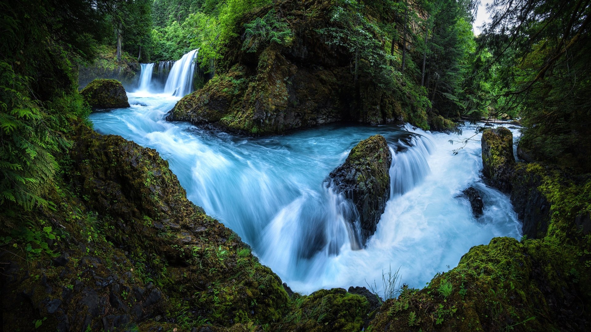 Serene Greenery Wallpaper