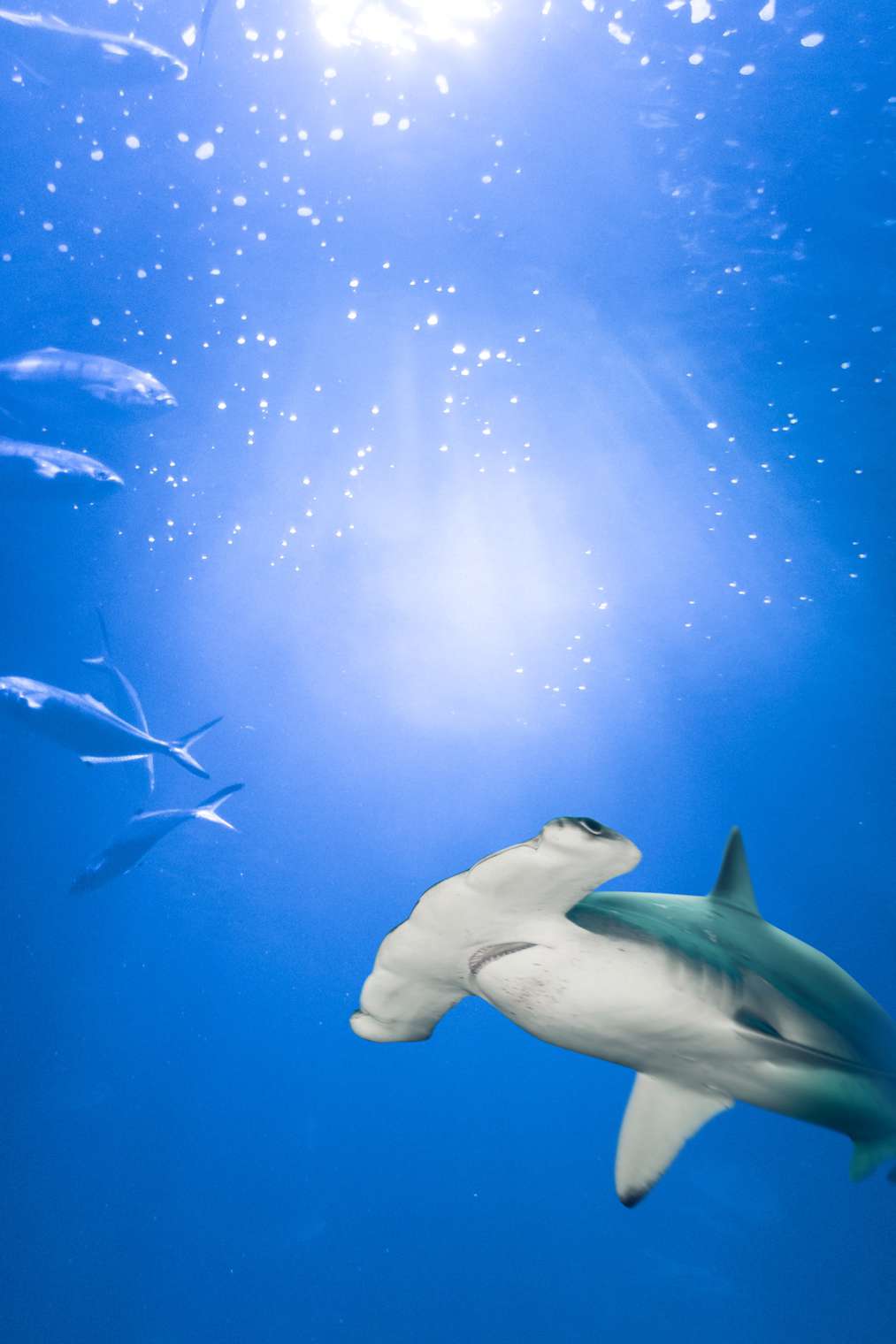 Hammerhead Shark iPhone Wallpaper