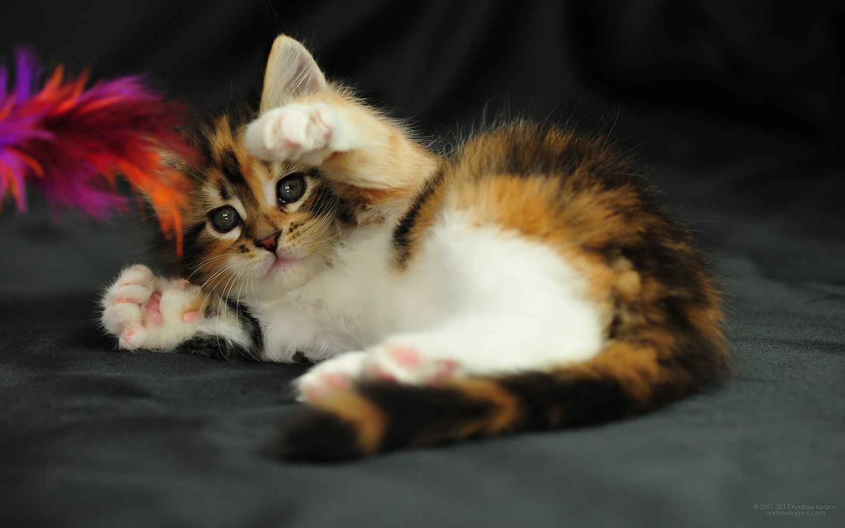 Maine Coon Kitten Lol Cats Ni Image Wallpaper Funny Cat