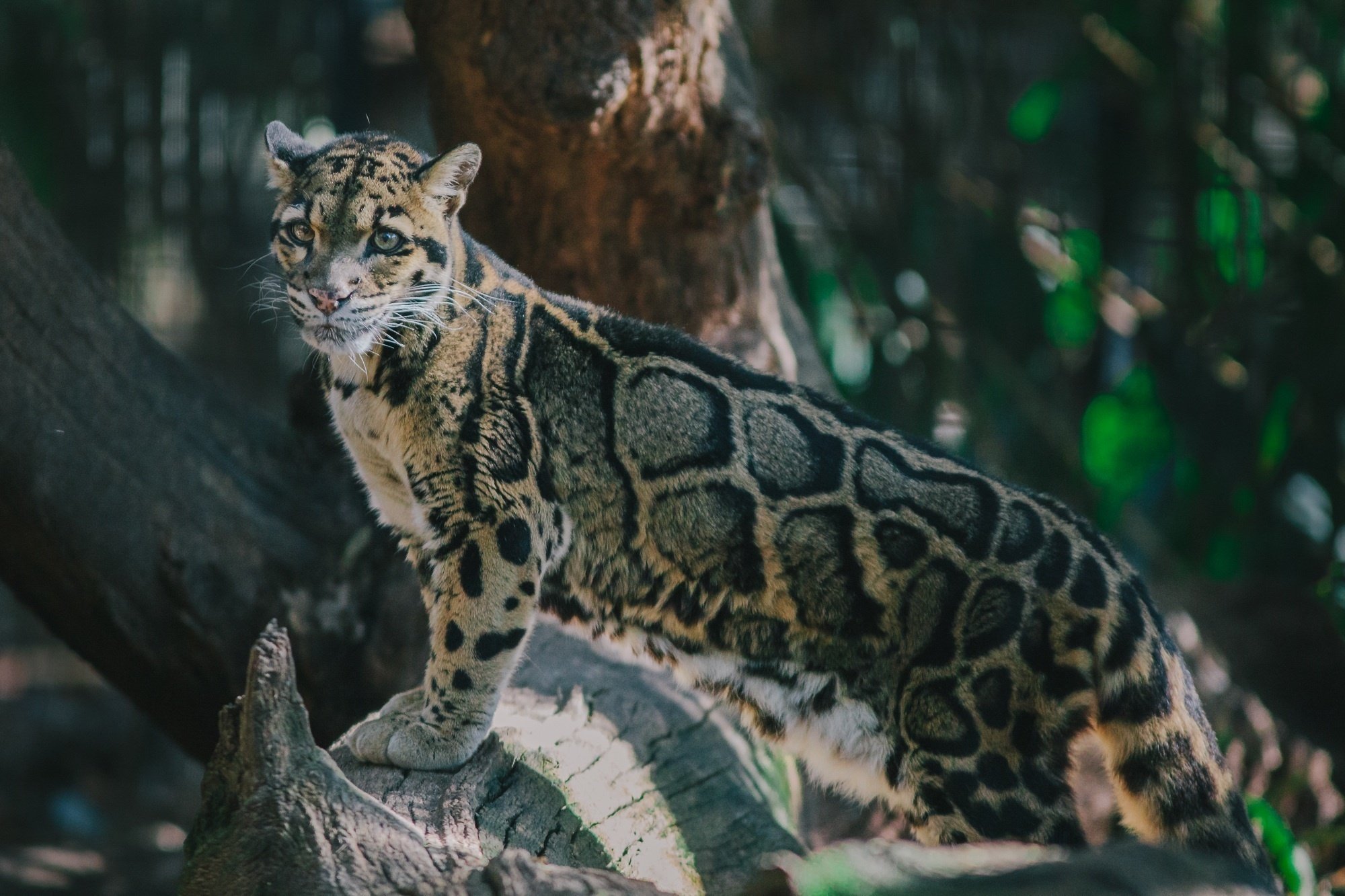 Clouded Leopard Wild Cat Predator Wallpaper