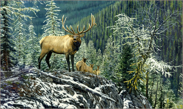 Country Bugler Bull Elk Herd British Columbia Hunting Jpg