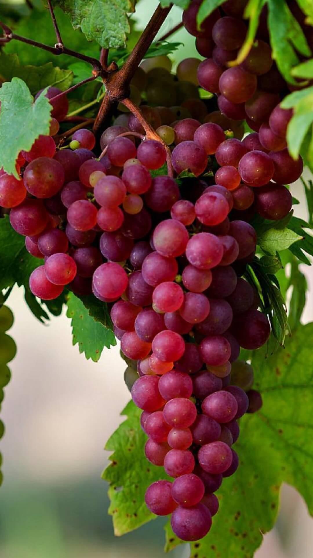 Amazing Grape Wallpaper