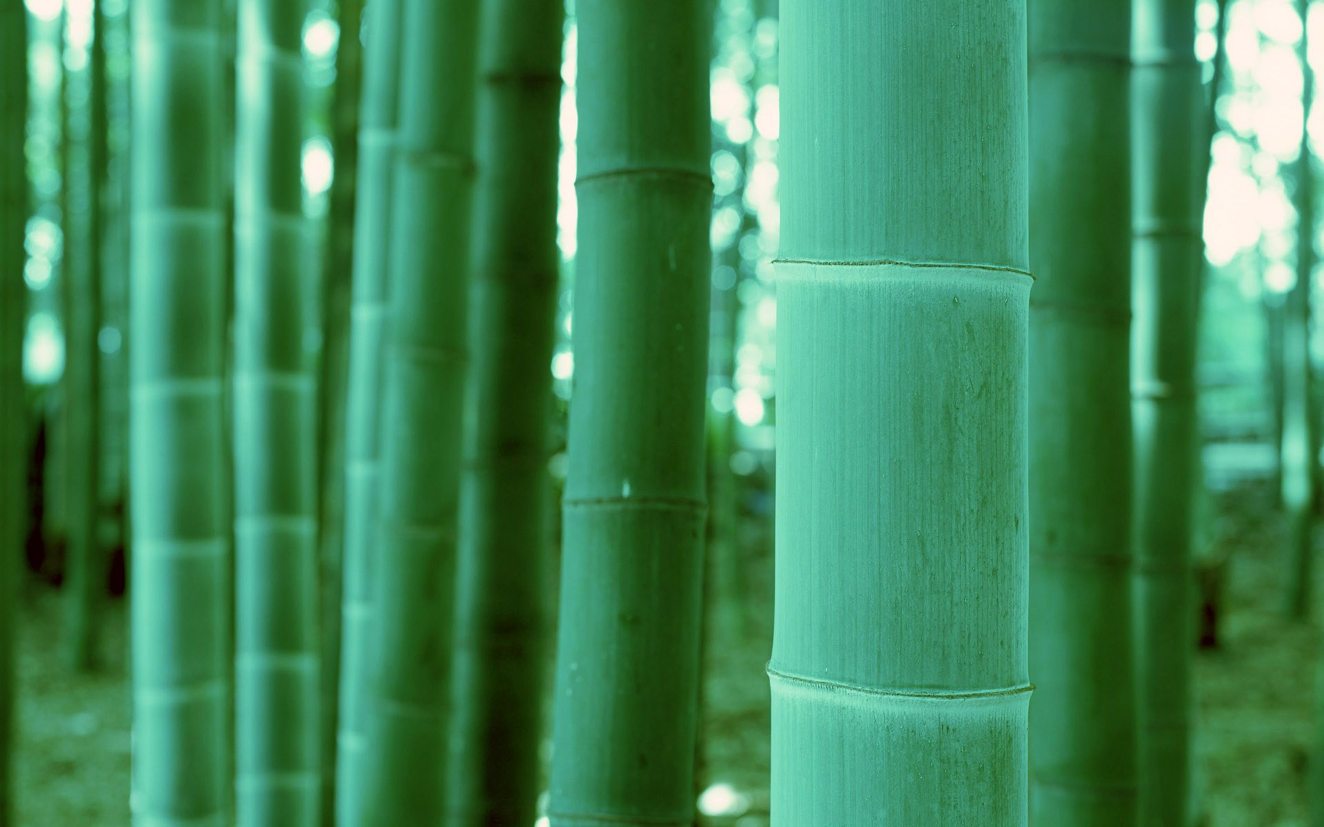 Green Bamboo Wallpaper Is A Great For Your Puter Desktop
