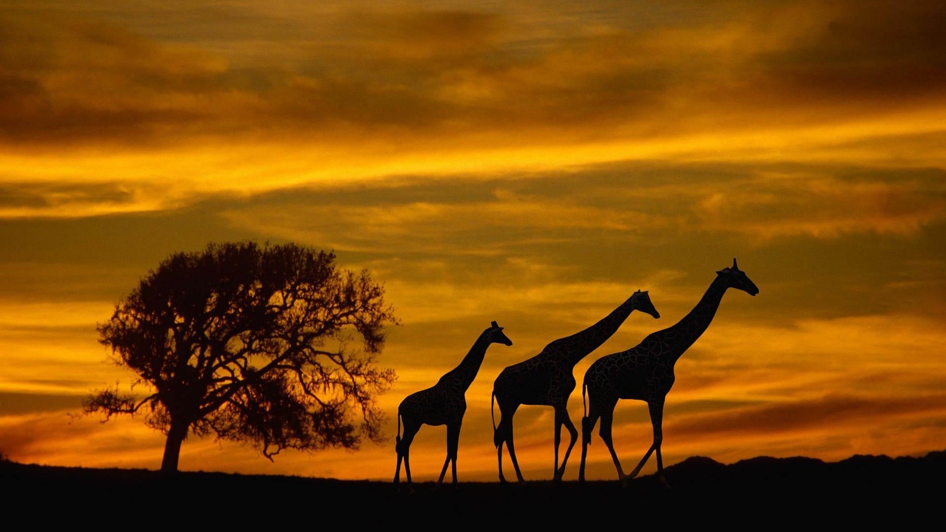 Africa Giraffes Animals Wildlife Sunset Silhouette Clouds Sky Wallpaper
