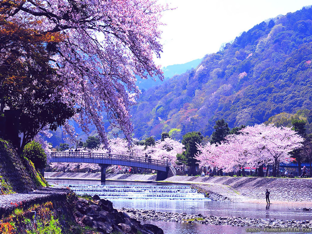 Premium Photo  Spring floral nature background texture sakura flowers and  petals springtime season wallpaper cherry