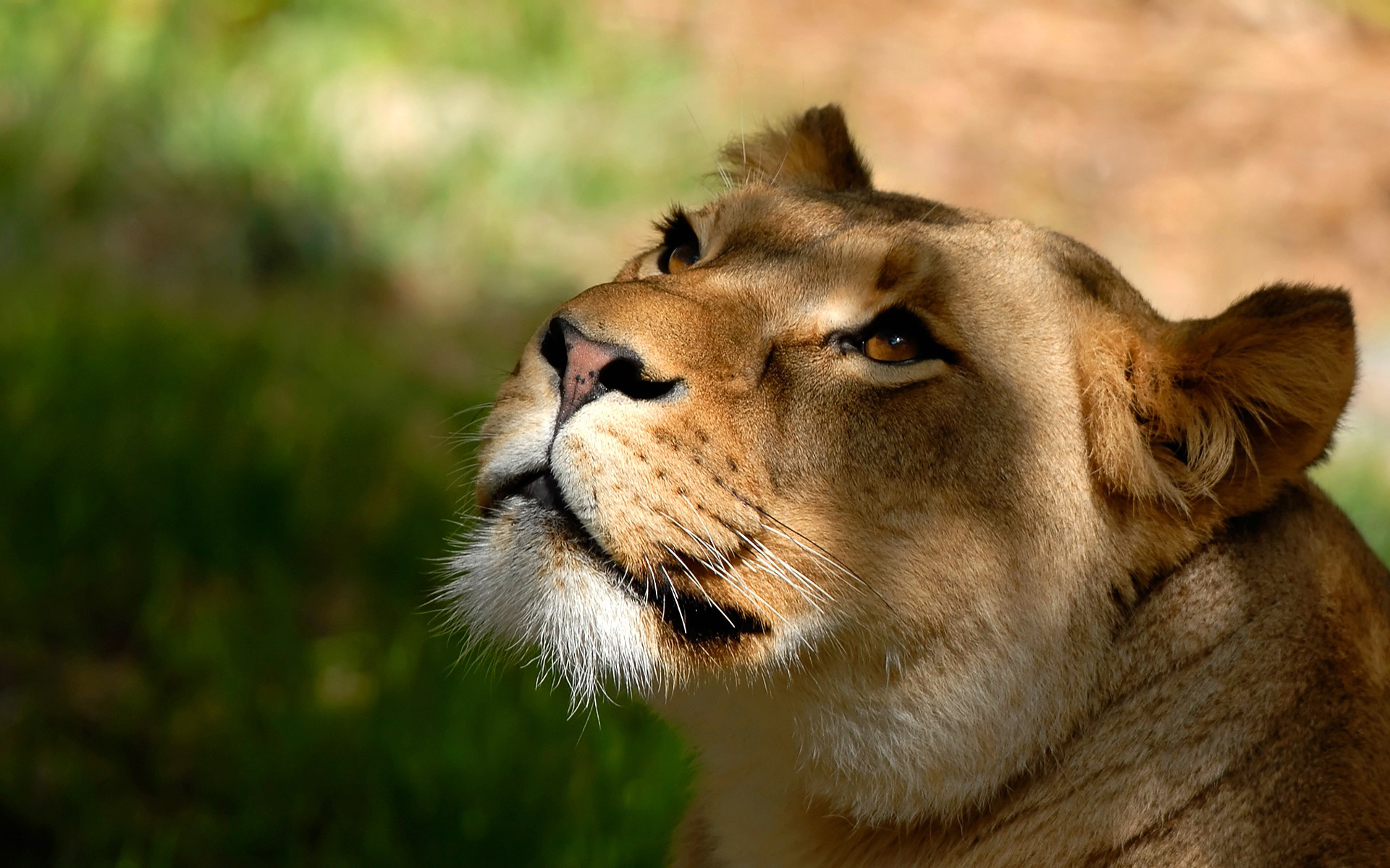 Lioness Wallpaper Brown
