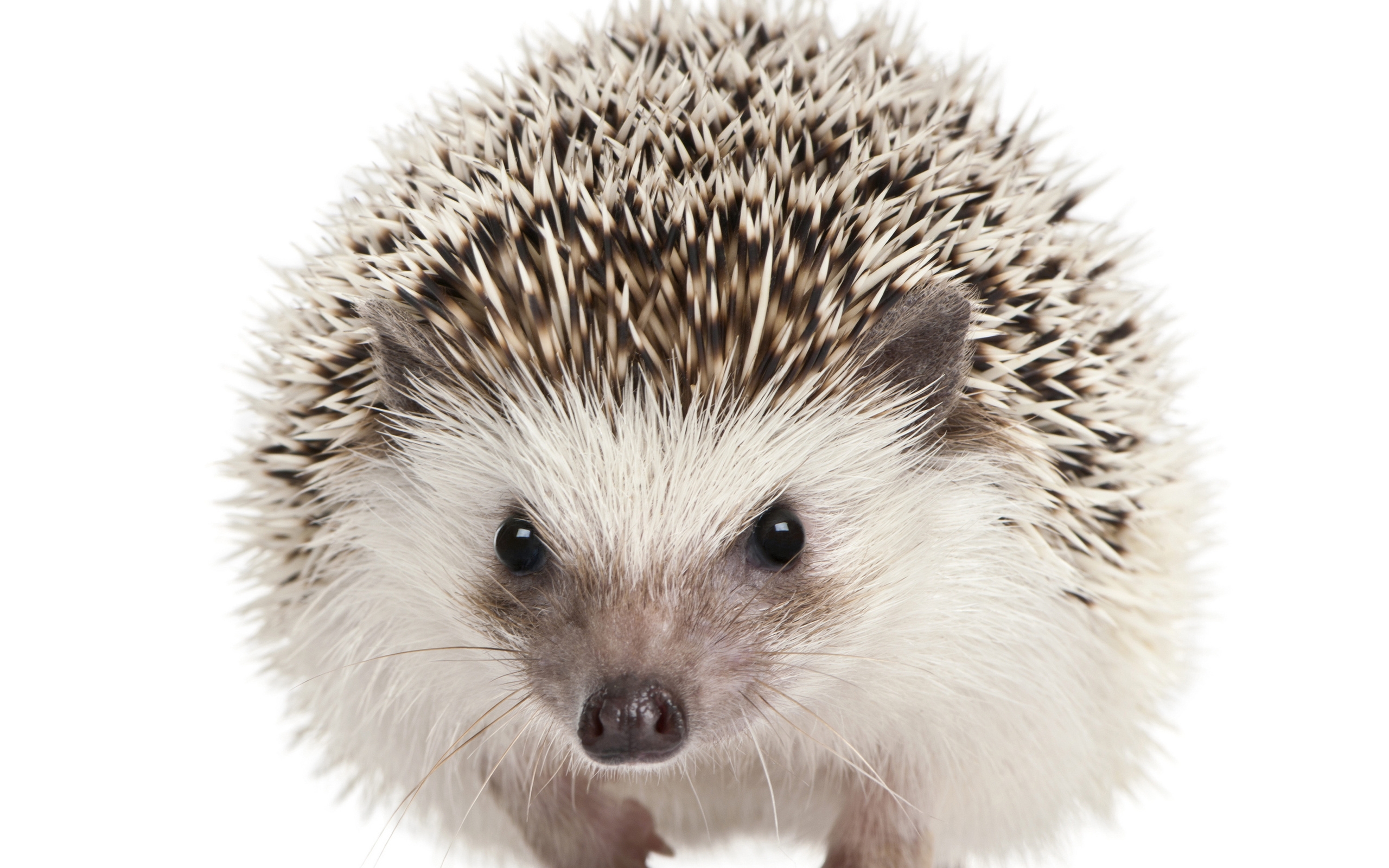 Hedgehog Wallpaper Best