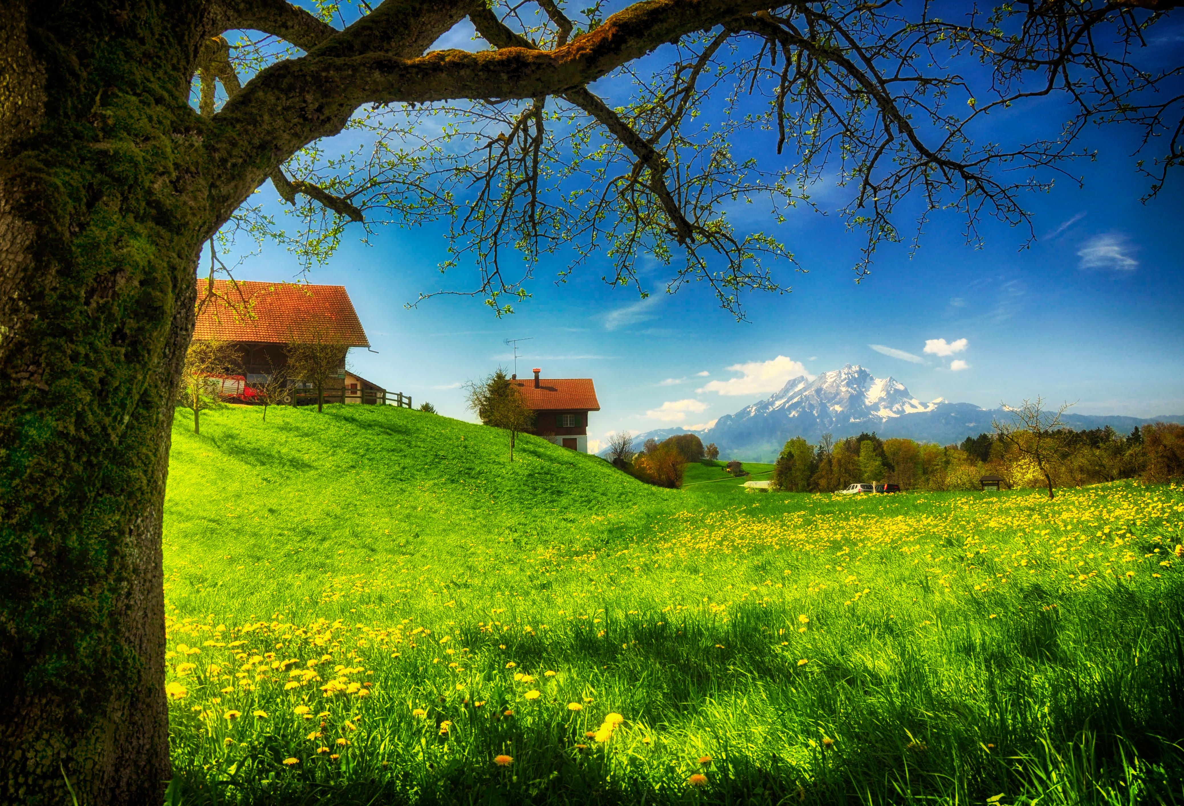 Spring Meadow In The Village Wallpaper And Image