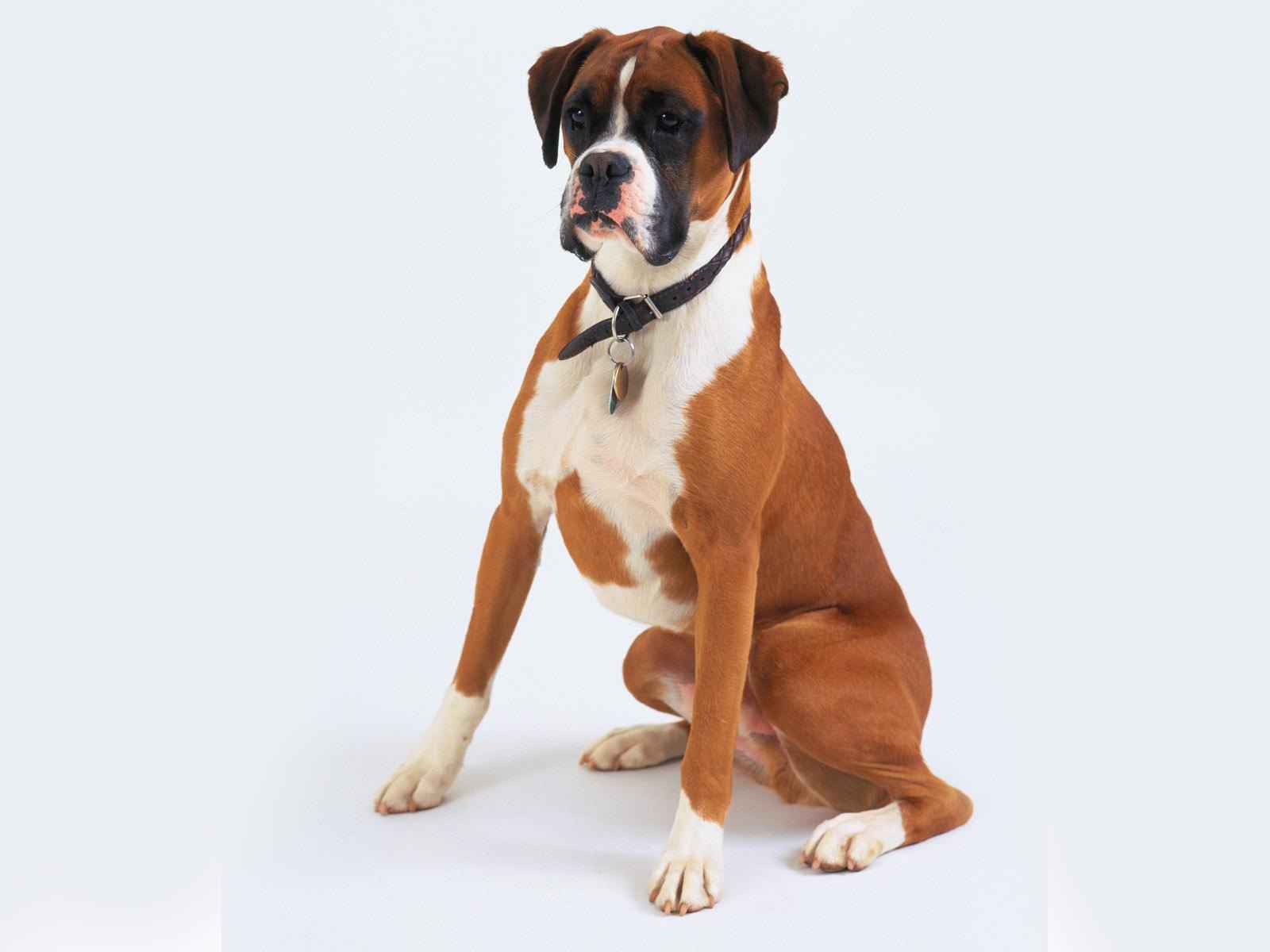 Boxer Dog Puter Wallpaper Desktop Background Id