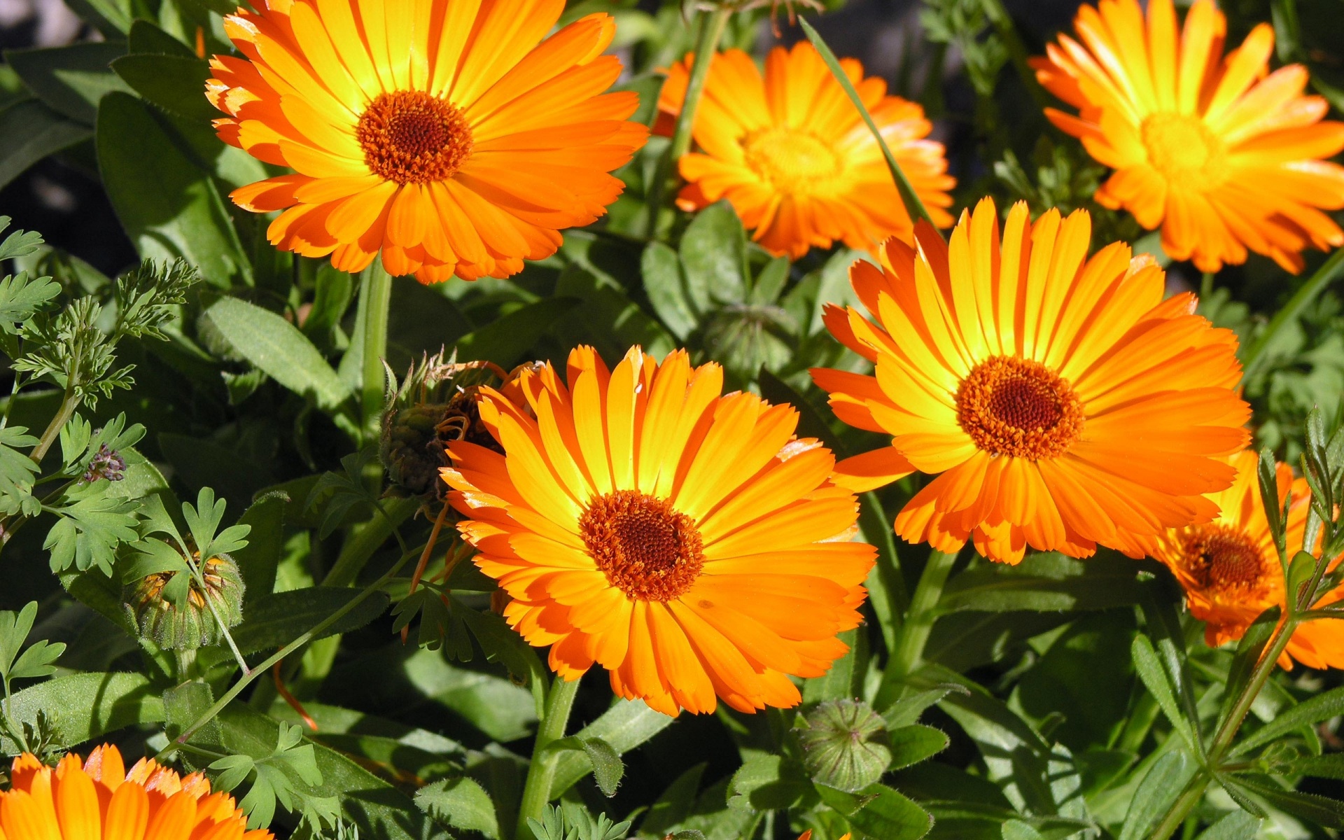Orange Flowers Wallpaper And Image