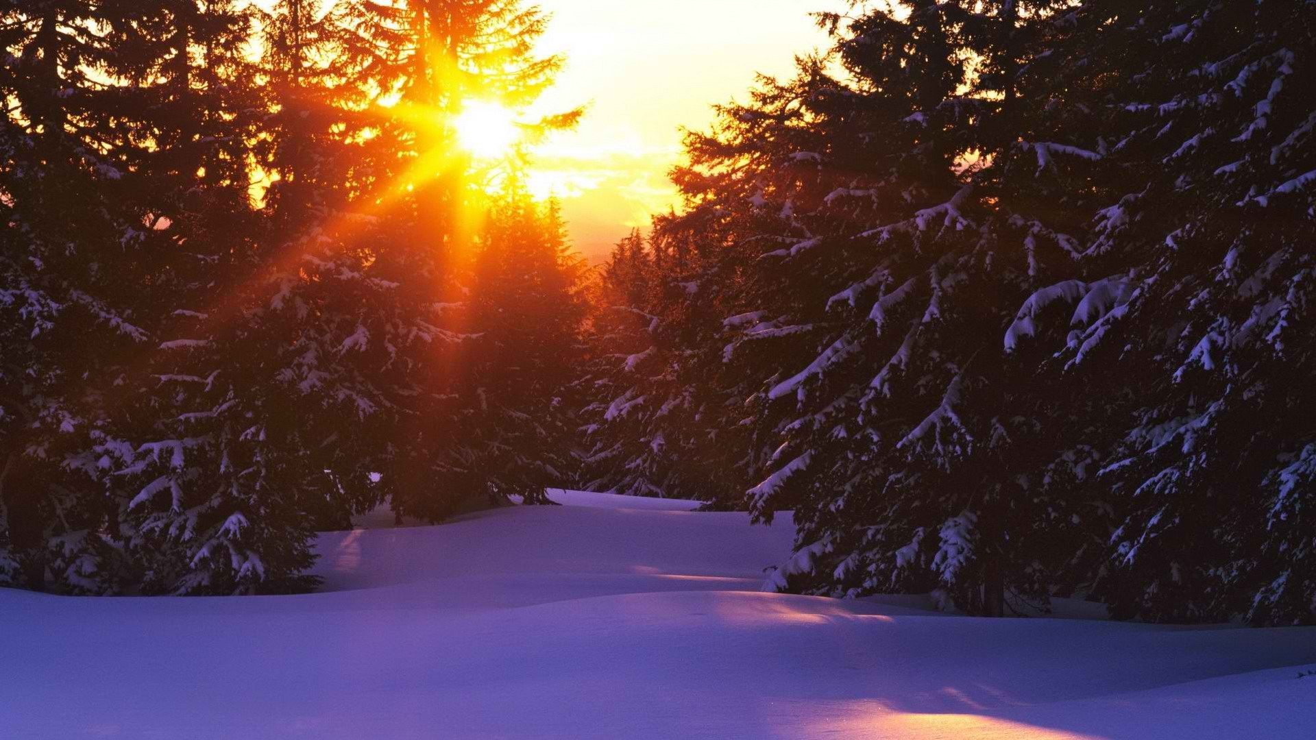 Sunset Over Snowy Forest Wallpaper