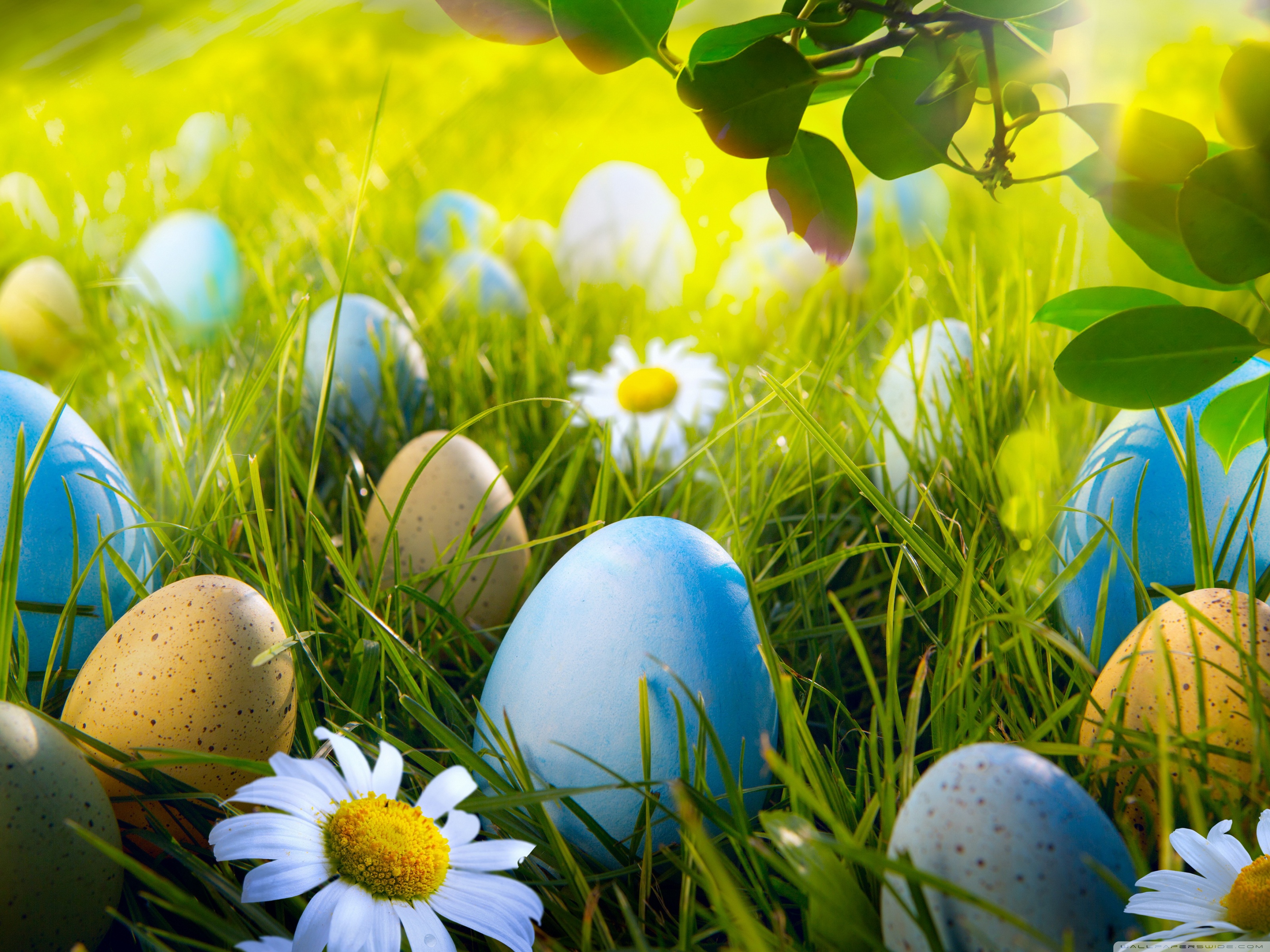Standard Animated Happy Easter HD Wallpaper Background