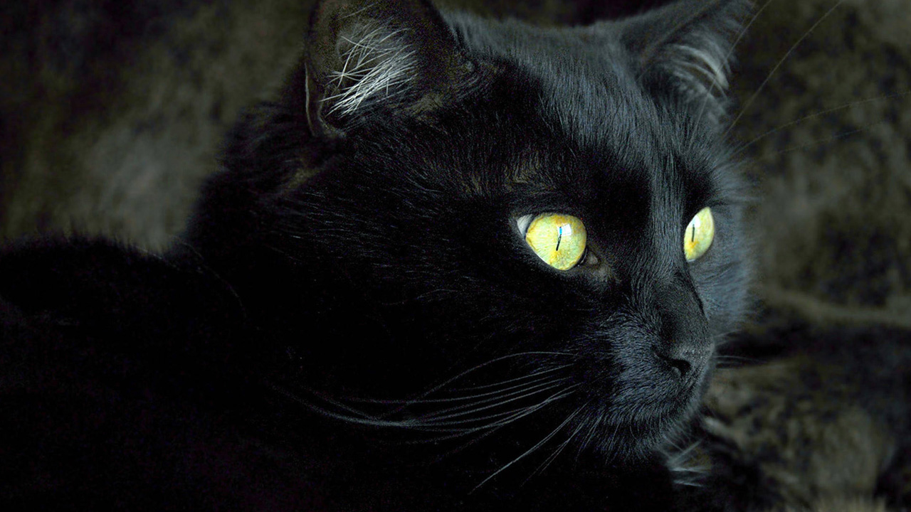 Bing Black Cat Wallpaper HD S