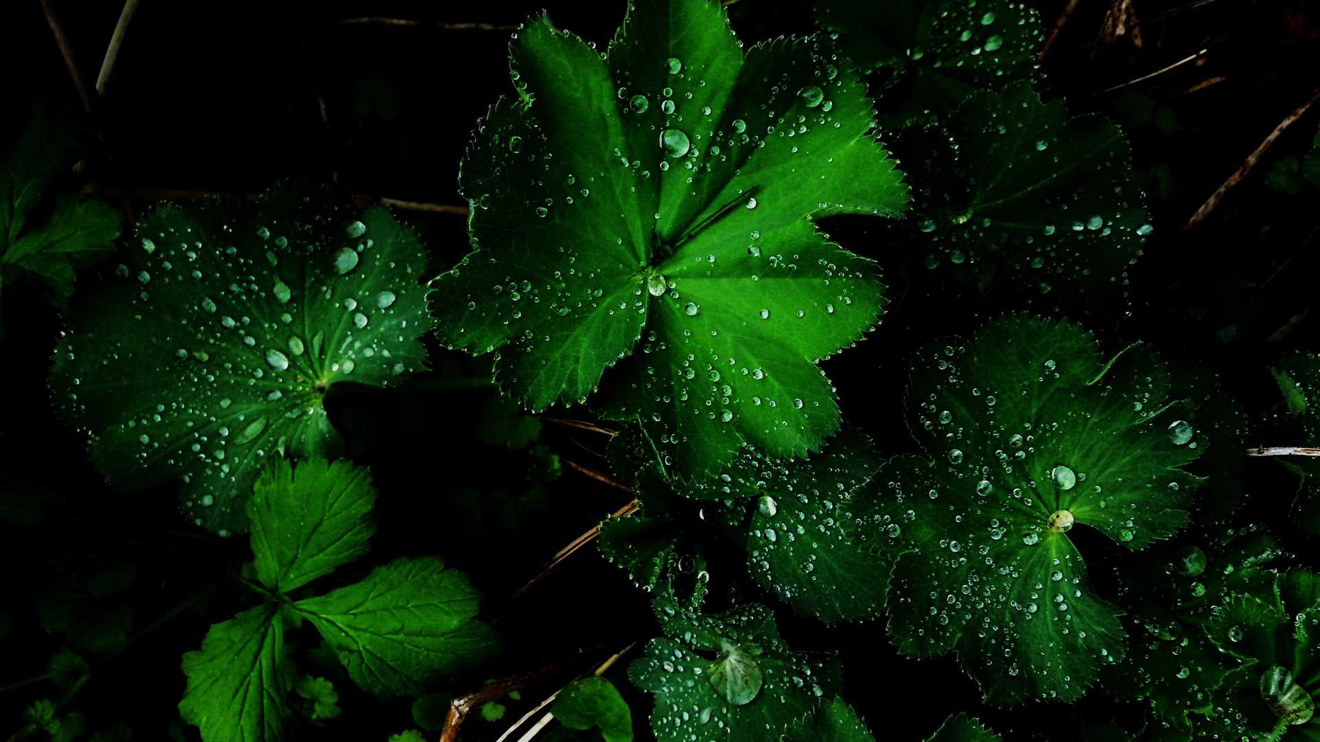 Green Leaves Wallpaper