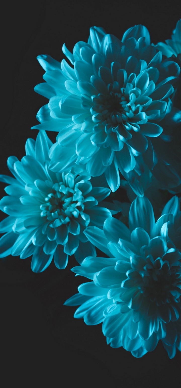 Flowers Blue Petals Wallpaper