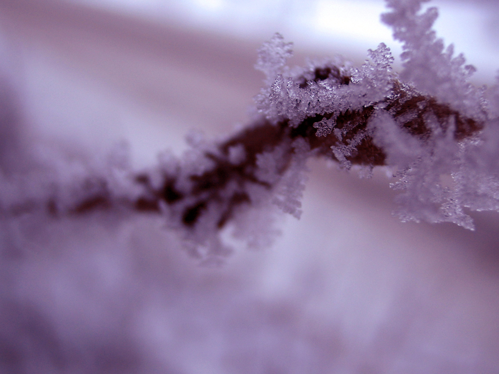 Wallpaper Snowflakes Purple By Agutrot