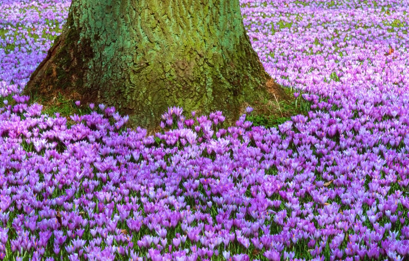 Wallpaper Flowers Nature Tree Glade Spring Trunk Purple