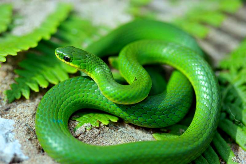 Smart Collection Snake Pictures And High Quality Wallpaper