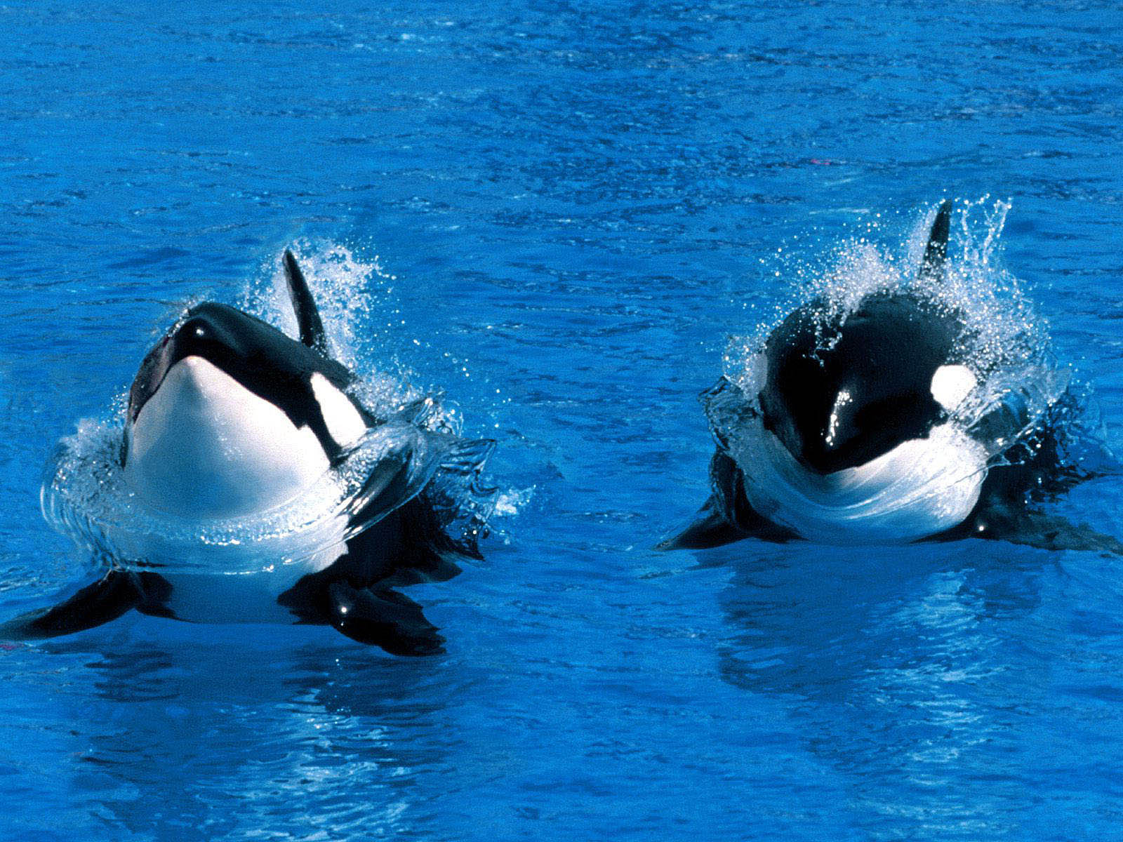Orca Wallpaper Background Photos Pictures And Image For