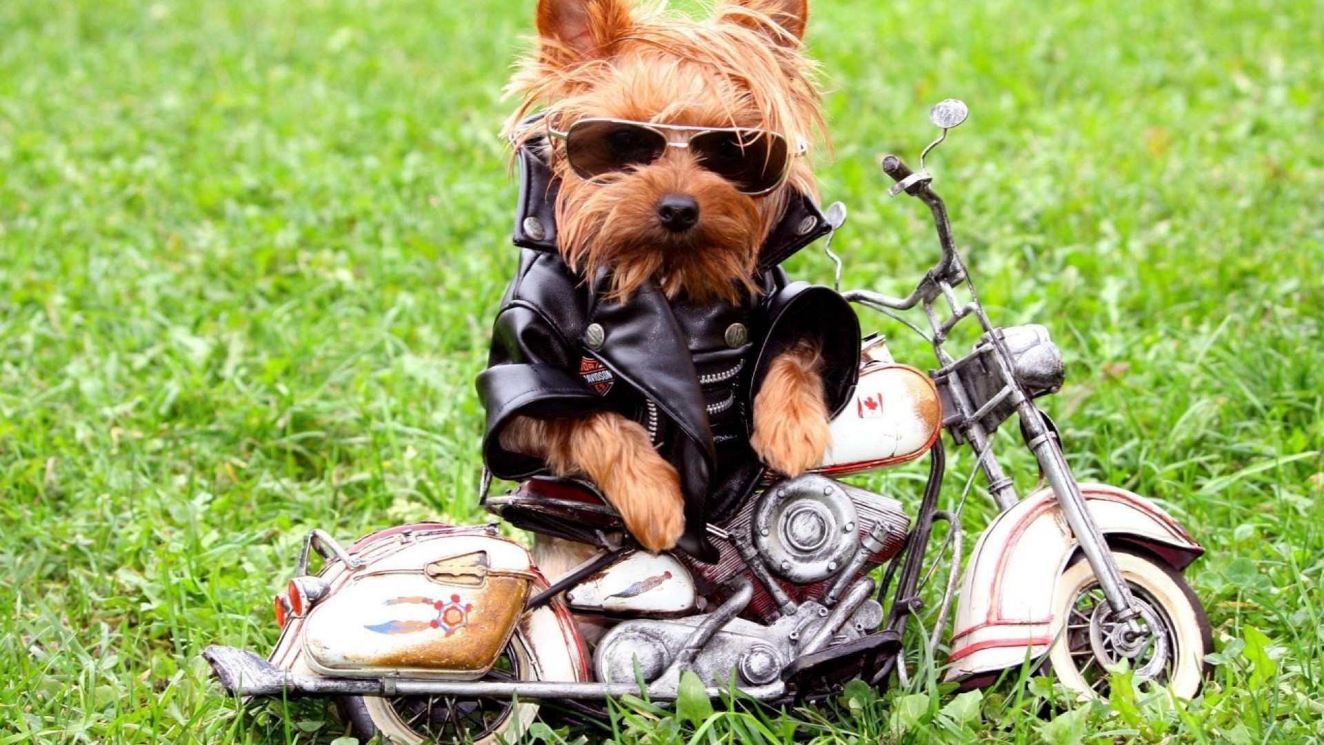 Funny Animal Desktop Wallpaper