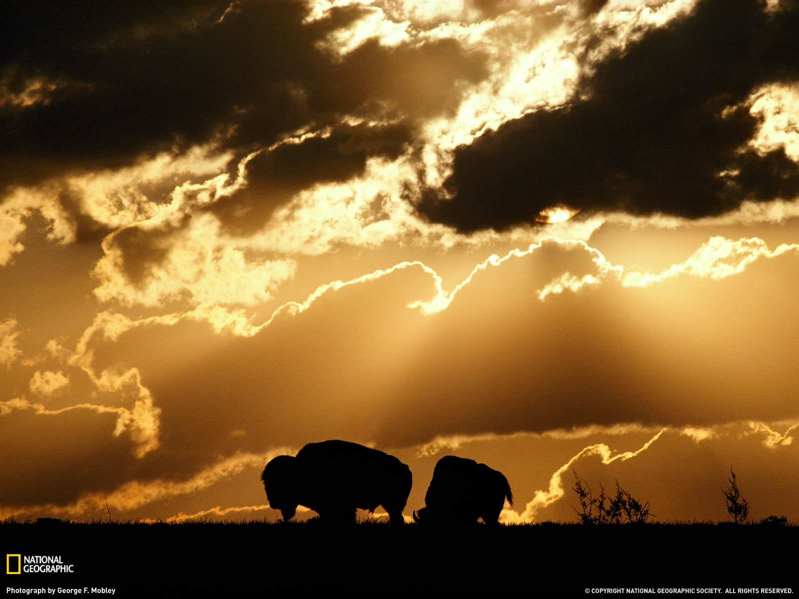 Wichita Mountains Wildlife Refuge Oklahoma Grazing Bison Photo of
