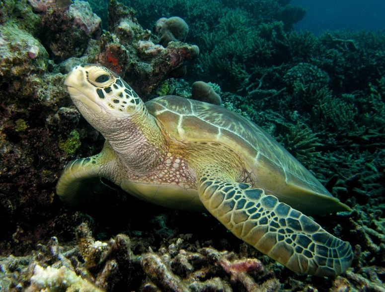 Green Sea Turtles HD Wallpaper Animals
