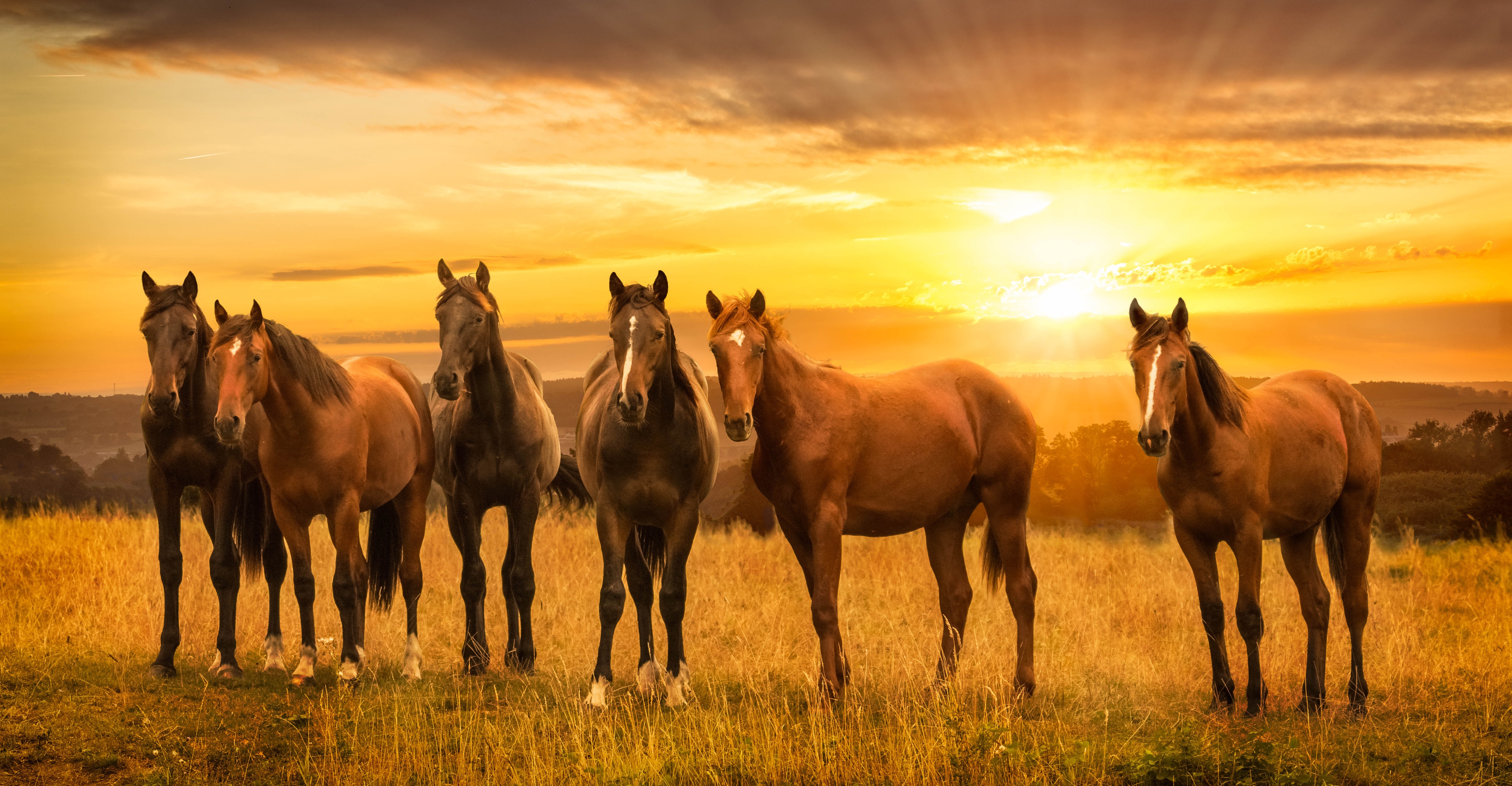 Six horses stand in a field at sunset