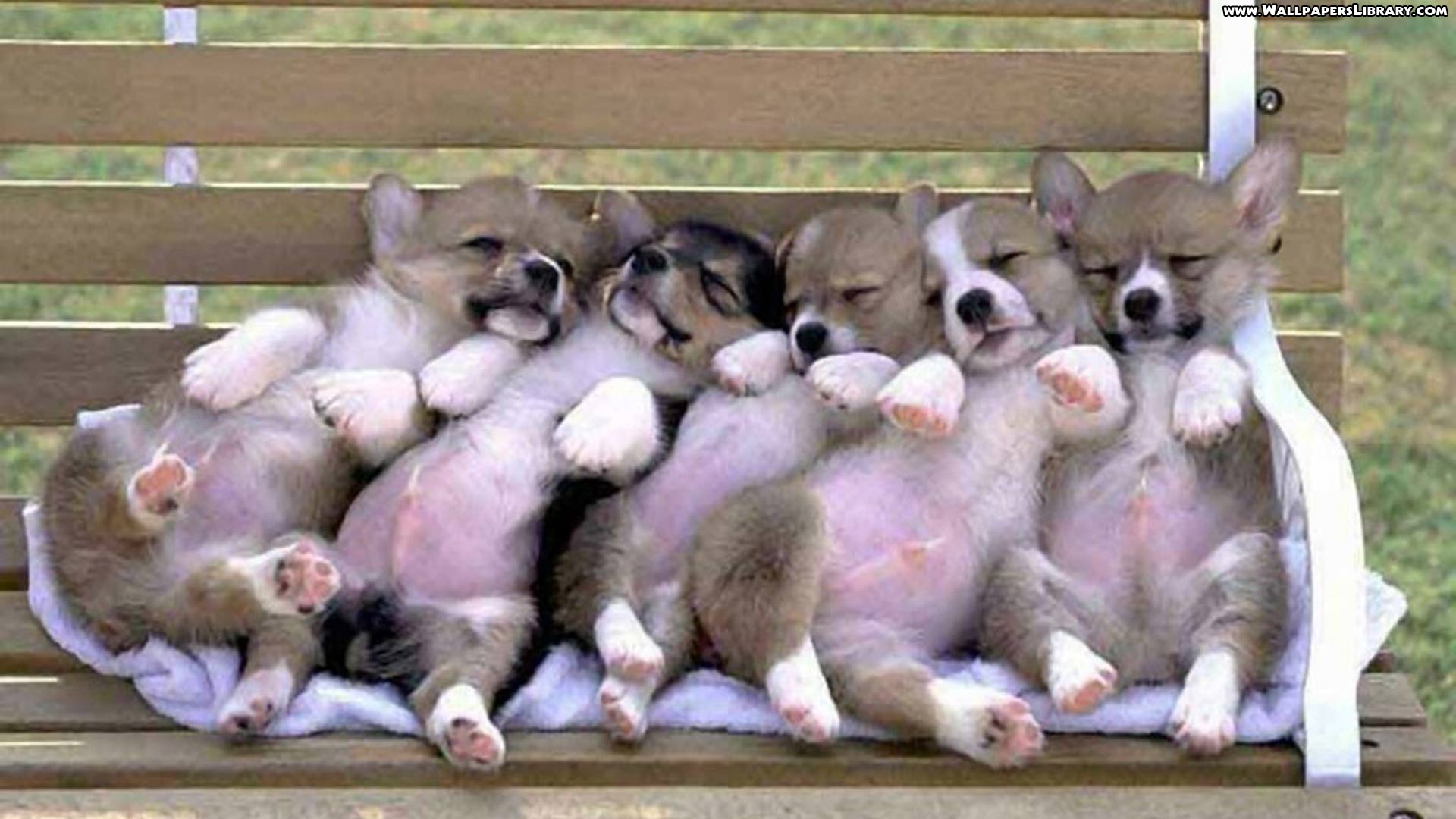 HD Wallpaper Cute Puppies Wallpaper55 Best For Pcs