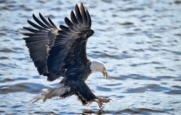 Bald Eagle Bird Of Prey Wings Flying Fishing Attack Wallpaper