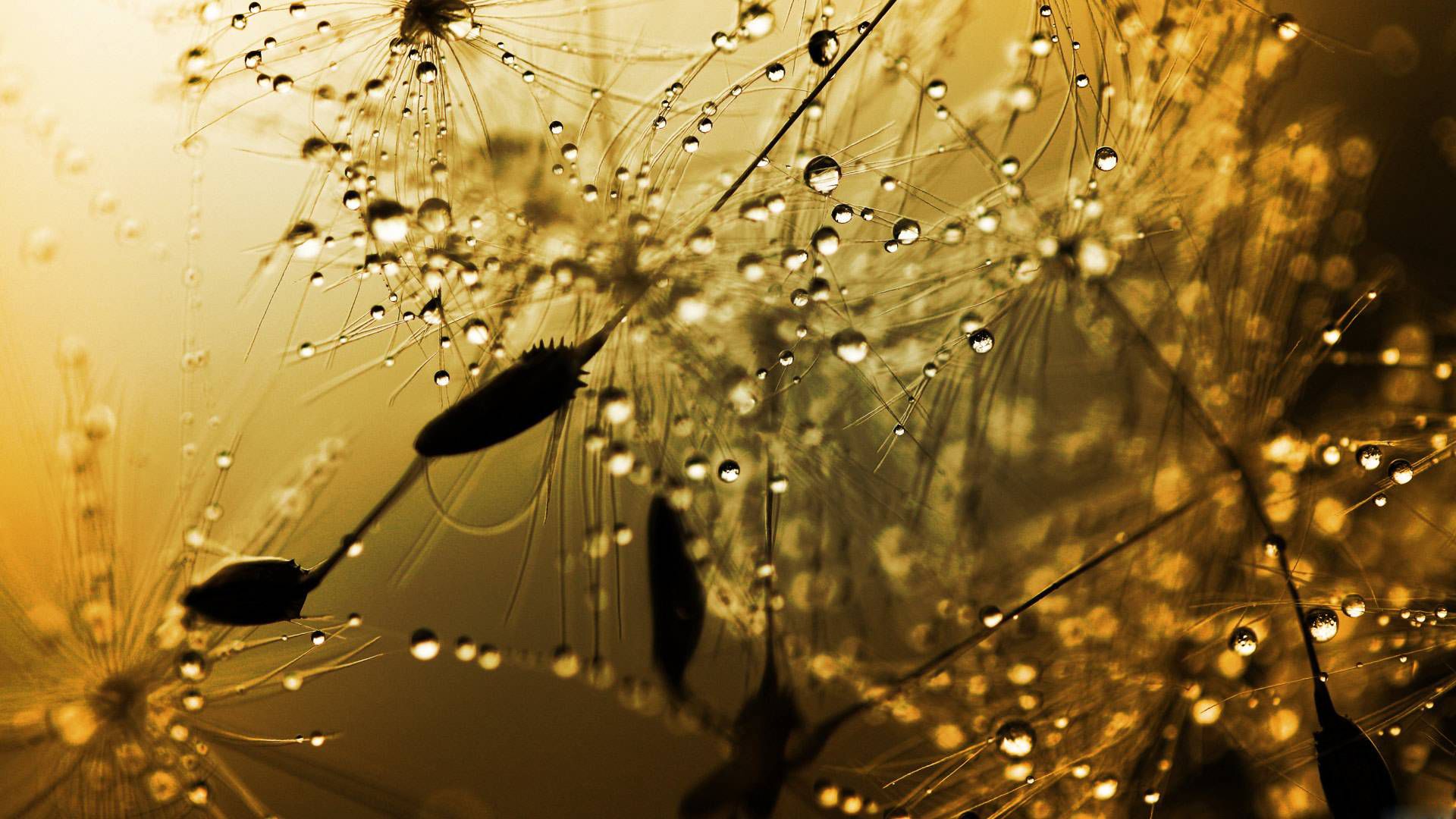 Beautiful Rain Image Wallpaper HD Click And You Save