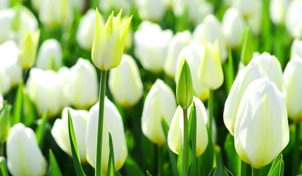 Wallpaper Bunga Tulip Putih