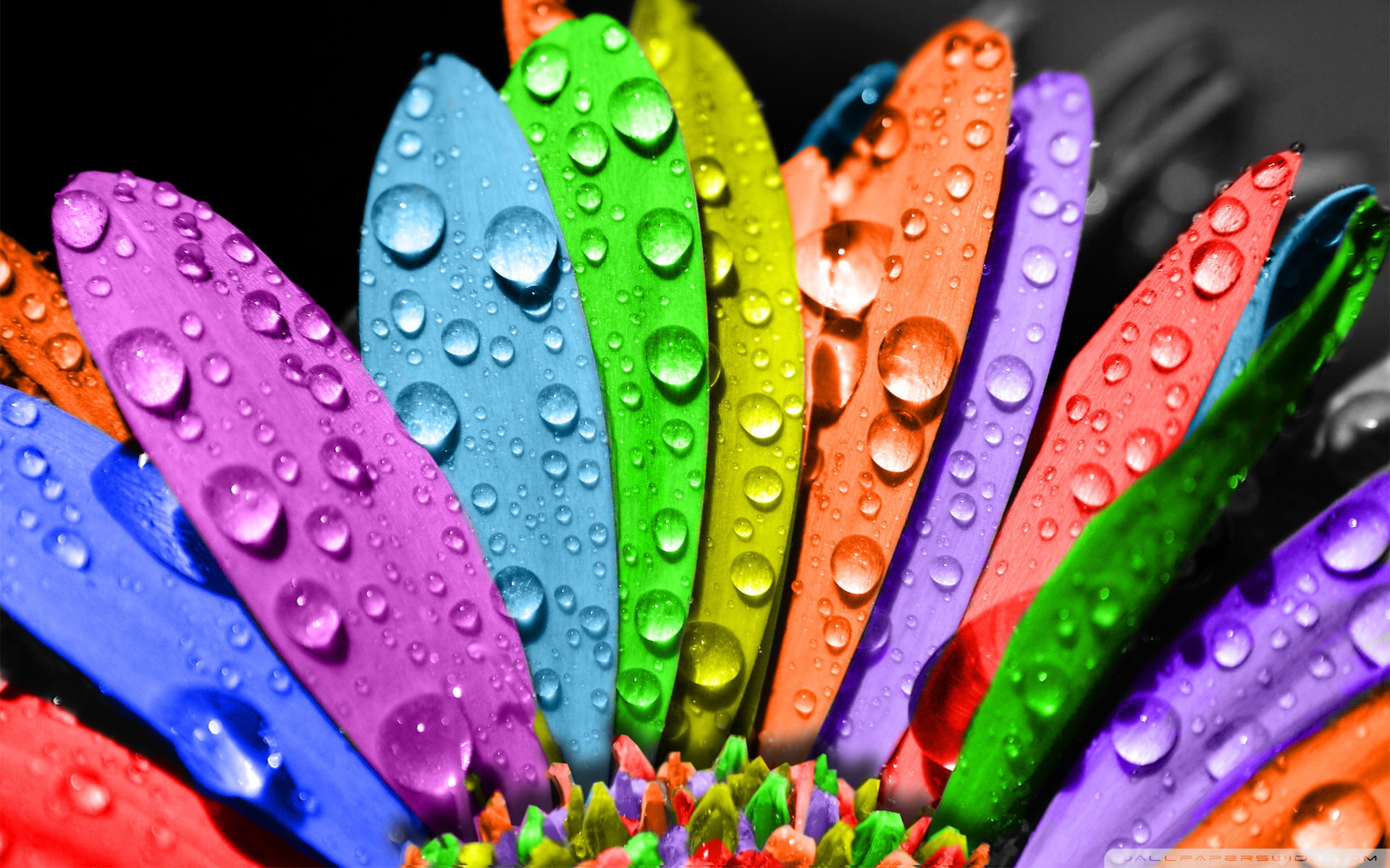 Colorful Flower HD Desktop Wallpaper Widescreen High Definition