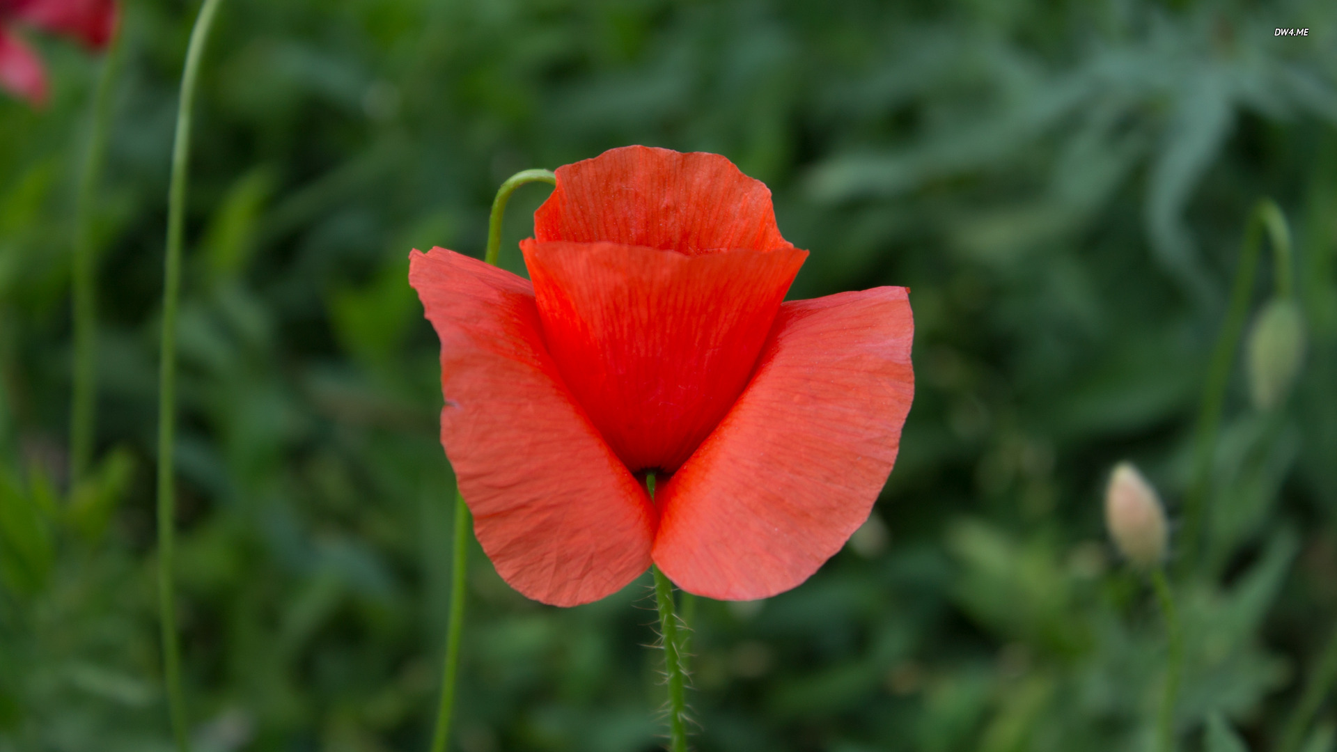 Poppy Wallpaper Flower
