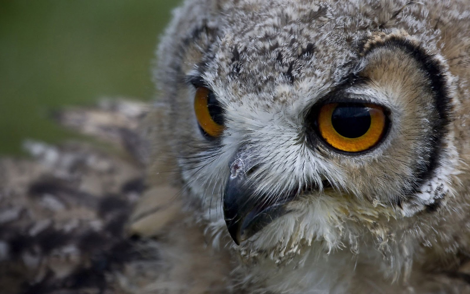 close up photo of a owl hd animals wallpapers owl