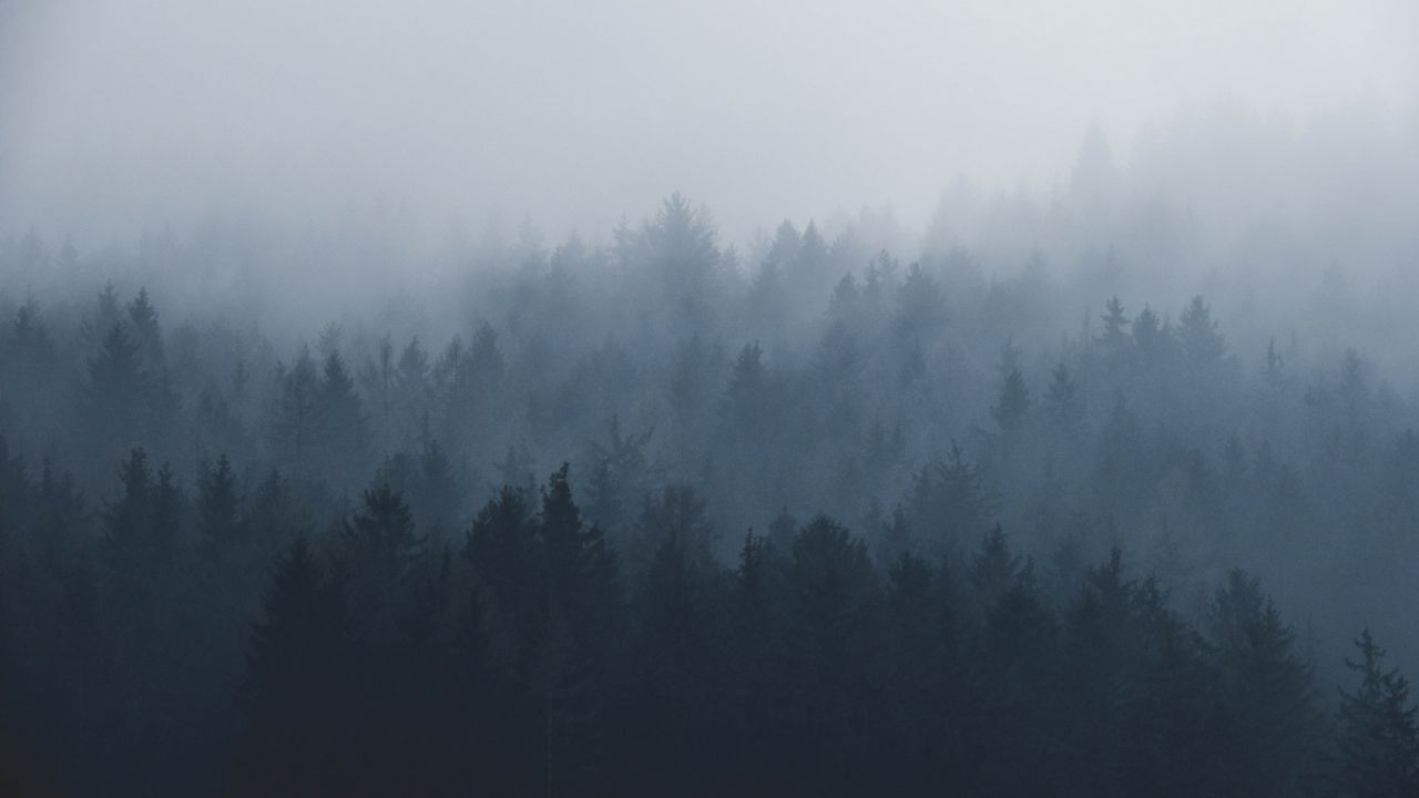 🔥 [37+] Foggy Forest Wallpapers | WallpaperSafari