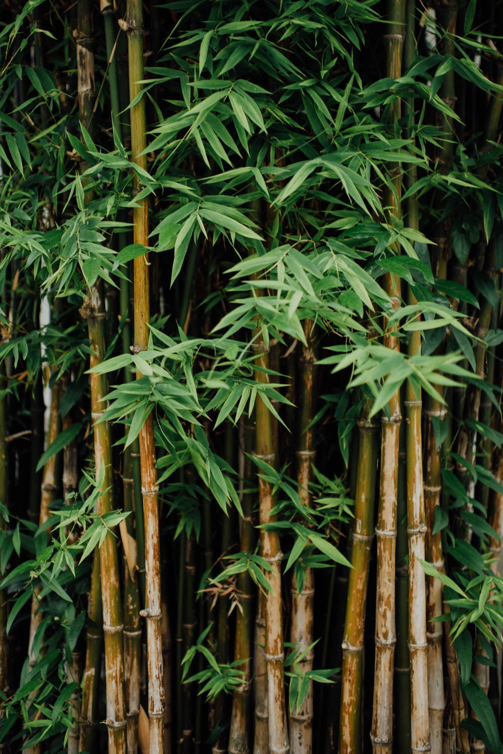 Bamboo iPhone Wallpaper