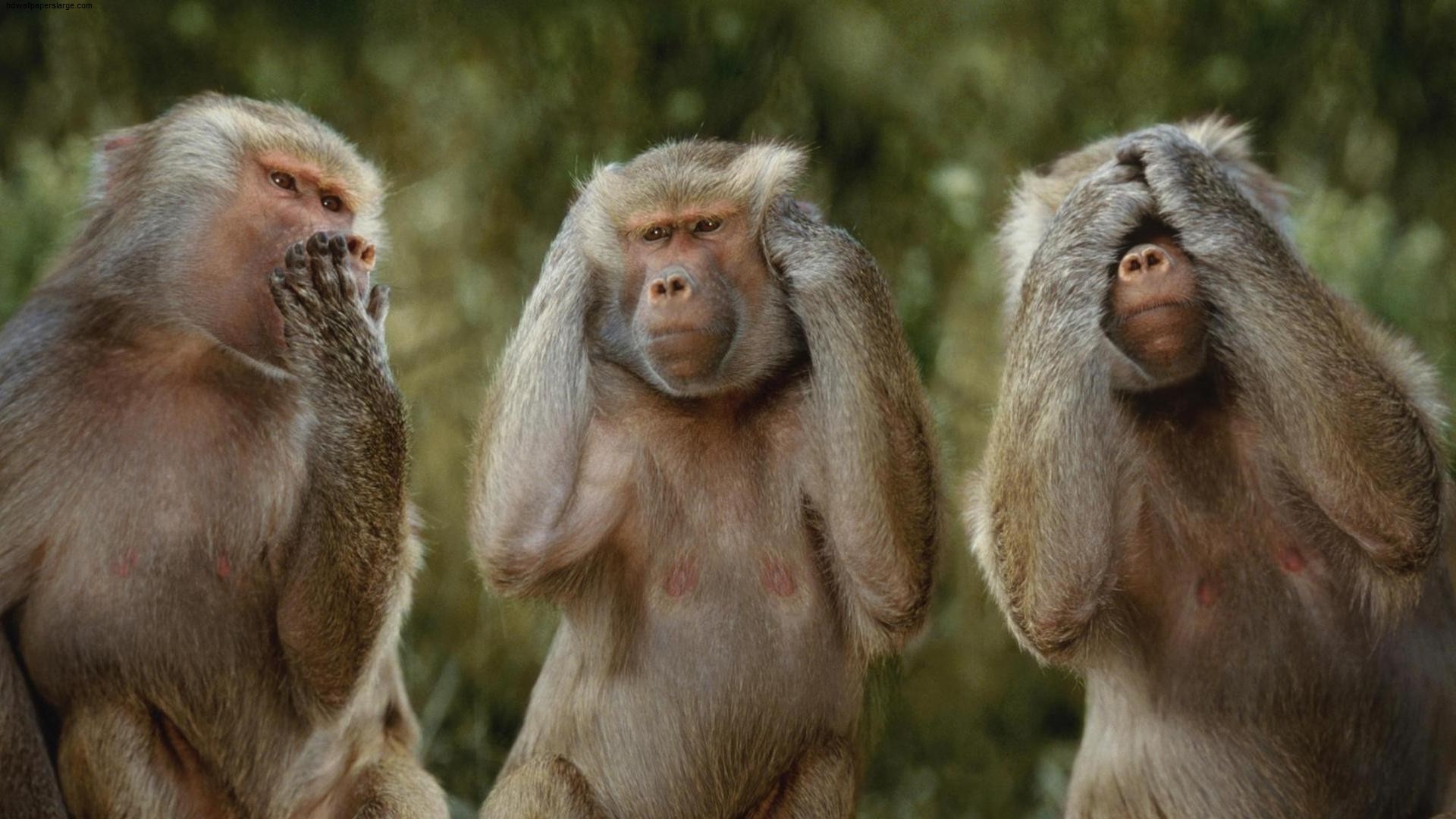 Funny Monkeys Give Motivation Message HD Wallpaper Rocks