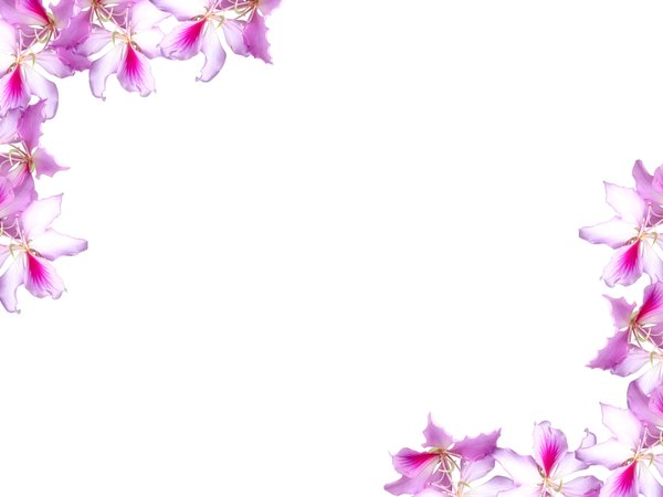 Floral Border On Blank Lots Of Copyspace Not